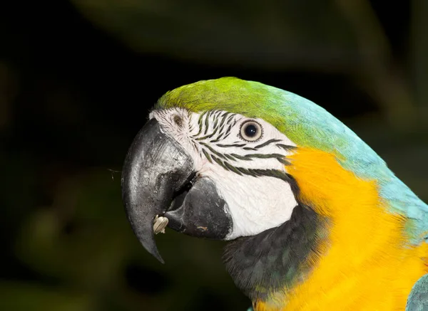 Arara azul — Fotografia de Stock