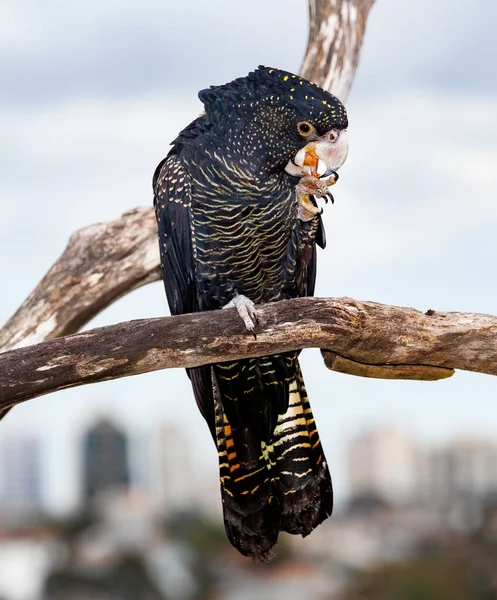 red-tailed black cockatoos