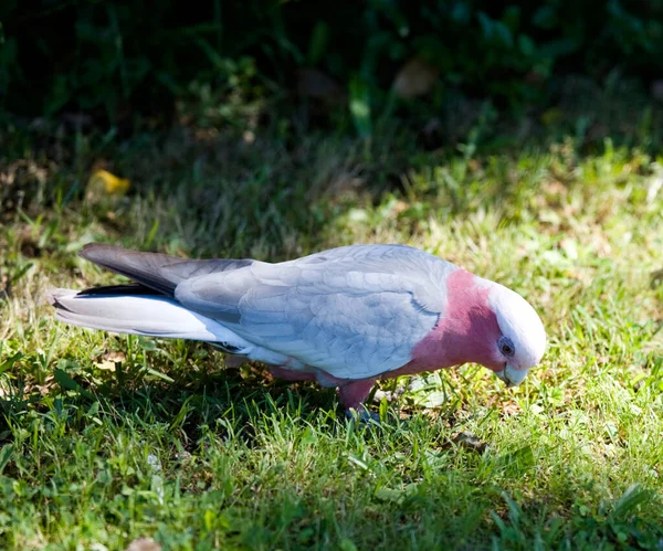 Australian galah parrot — Stock Photo, Image