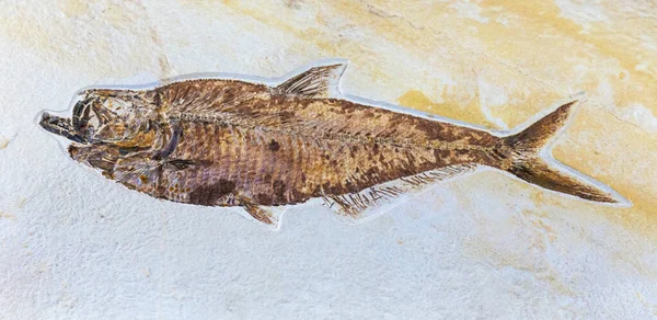 Fossil of fish — Stock Photo, Image