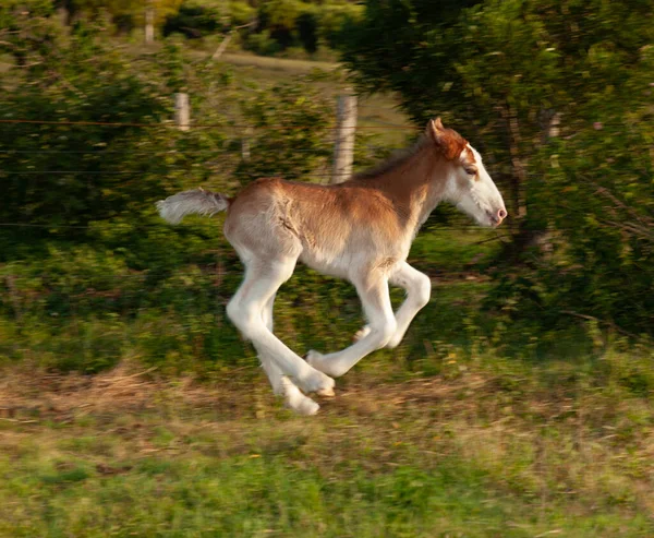 Newborn foal clydesdale horse — Stock Photo, Image