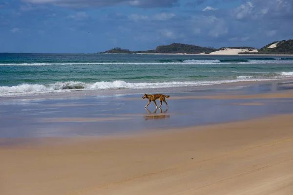 Dingo na pláži — Stock fotografie