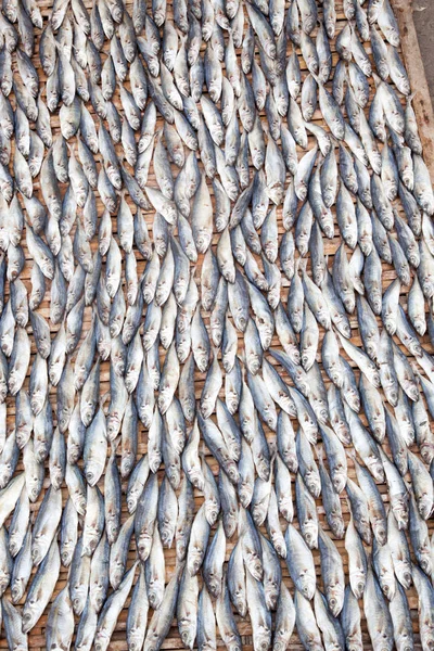 Muitos peixes — Fotografia de Stock