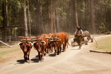 Bullock takımı