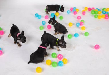 Tatlı Fransız bulldog 'u