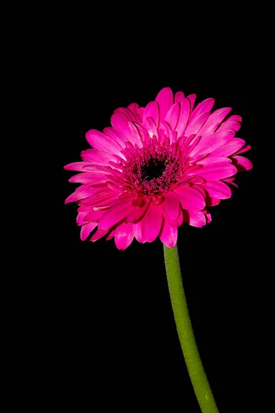 Rosa gerbera — Stockfoto