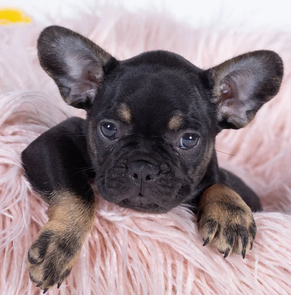 cute french bulldog