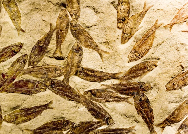 Fossil fish from Green River — Stock Photo, Image