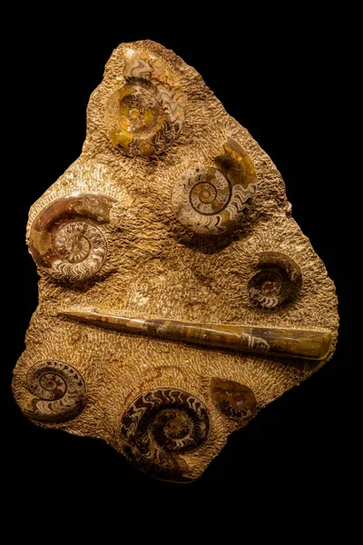 Selection of ammonites — Stok fotoğraf