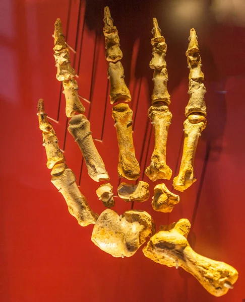 Giant bear paws — Stock Photo, Image