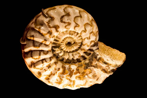 Ammonite isolated — Stock Photo, Image