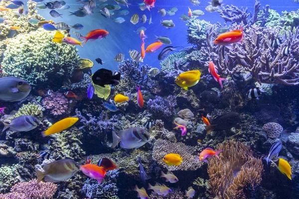 Colorati pesci tropicali e coralli — Foto Stock
