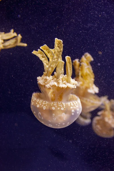 White jelly fish — Stock Photo, Image
