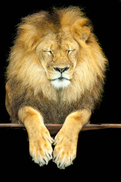 Un leone africano mi dia forza — Foto Stock