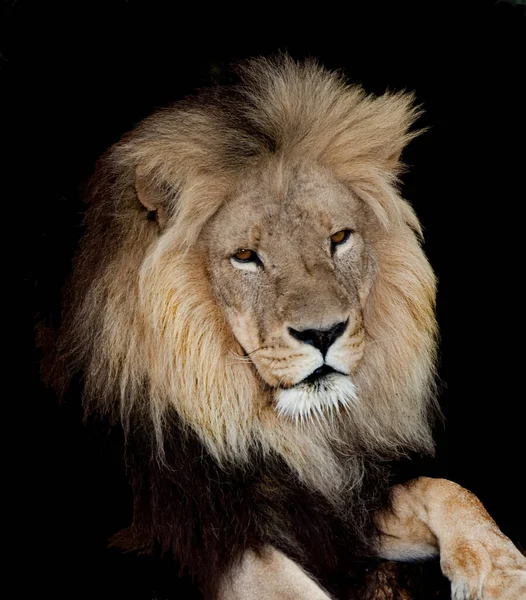 Un león africano — Foto de Stock