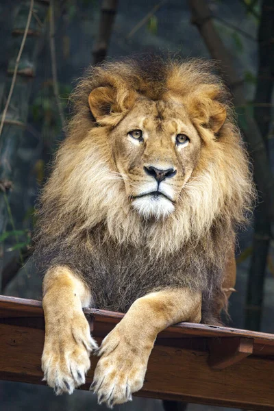 Un león africano — Foto de Stock