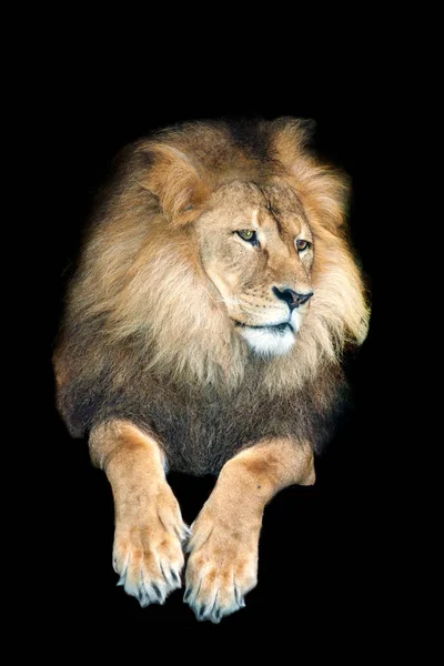 An african lion — Stock Photo, Image