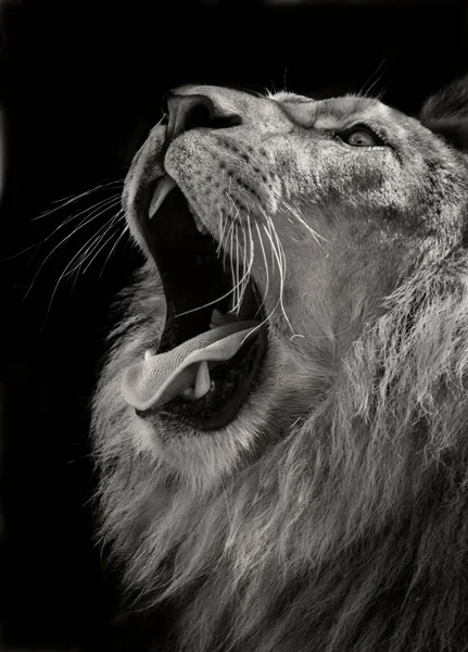 Un león africano —  Fotos de Stock