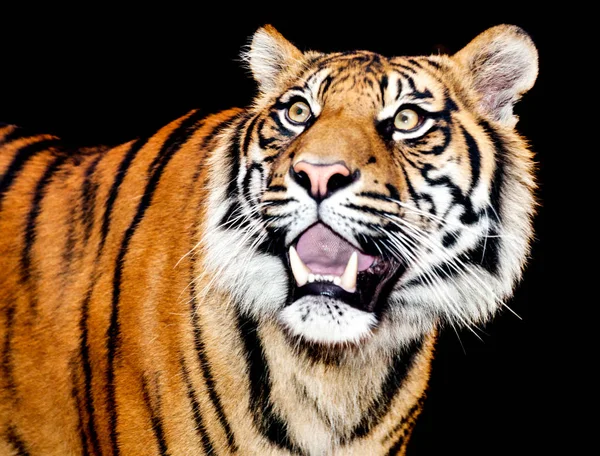 beautiful tiger from Sumatra