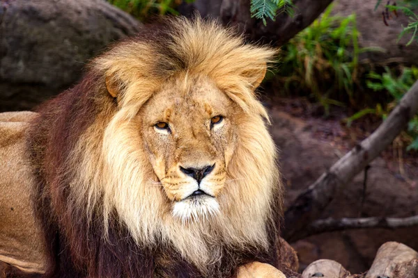 Un león africano — Foto de Stock