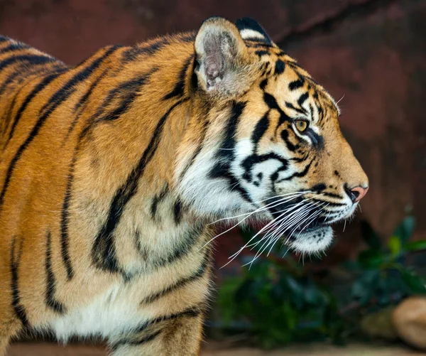Schöner Tiger aus Sumatra — Stockfoto