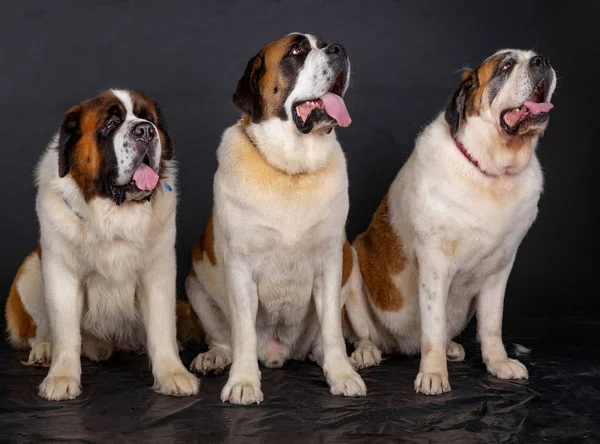 3 perros grandes —  Fotos de Stock