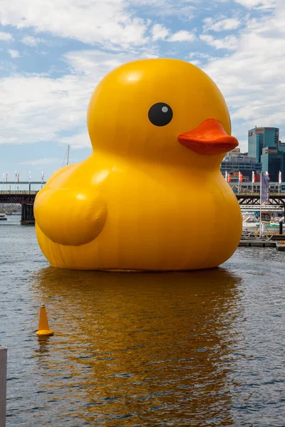 Reusachtige eend — Stockfoto