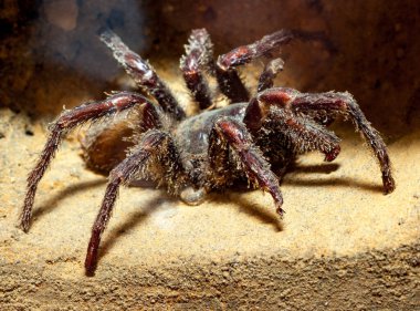 Tarantulalar, Kıllı Mygalomorphs adında bir örümcek familyasının üyeleridir. Bu örümcekler, bilim insanlarına göre, milyonlarca yıldır varlar ve bu süre içinde çok fazla değişmediler! Tarantu 'nun yaklaşık 700 türü ya da türü vardır.