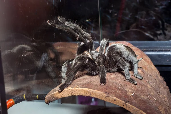 Tarantula Zijn Een Familie Van Spinnen Die Hairy Mygalomorphs Worden — Stockfoto