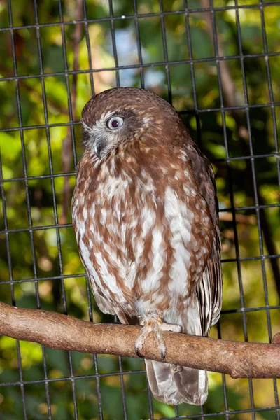 Destinctive Boobook Owl Has Call — Stock Photo, Image