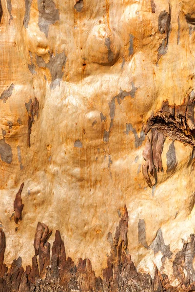 Tree Bark Texture Background Very Knobbly Bumpy — Stock Photo, Image