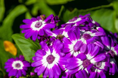 Güzel bir papatyaya yakın çekim