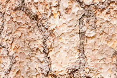 Arkaplan olarak ahşap doku kullanımı