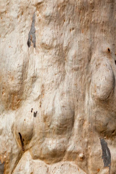 Tree Bark Texture Background Very Knobbly Bumpy — Stock Photo, Image