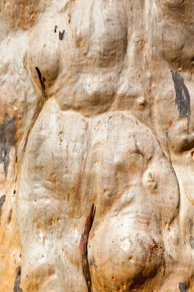 Ağaç Kabuğu Dokusu Arka Plan Olarak Çok Düğmeli Engebeli — Stok fotoğraf