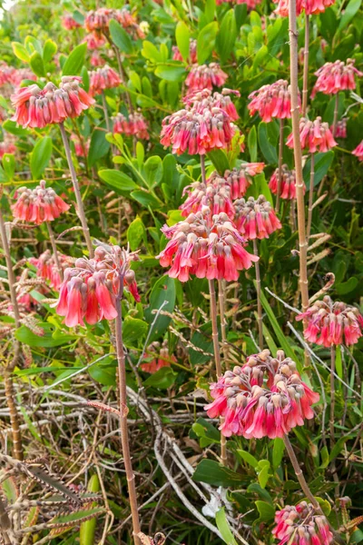 Bryophyllum Delagoense Fleshy Herbaceous Plant Upright Stems Growing 180 Tall — Stock Photo, Image