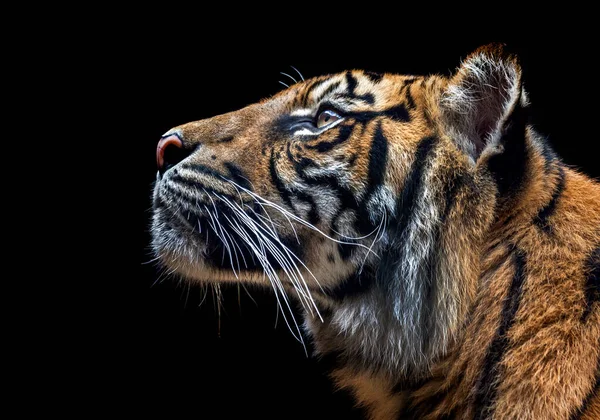 Der Tiger Ist Die Größte Art Unter Den Felidae Und — Stockfoto