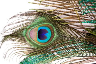 Erkek tavus kuşu tüyüne yaklaş