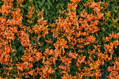 Turuncu trompet sarmaşığı (Pyrostegia venusta) bulabileceğiniz en görkemli kış çiçekli dağcılardan biridir ve bazen alev sarmaşığı olarak adlandırılır.
