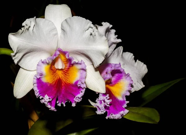 Las Orchidaceae Son Una Familia Diversa Extendida Plantas Con Flores —  Fotos de Stock