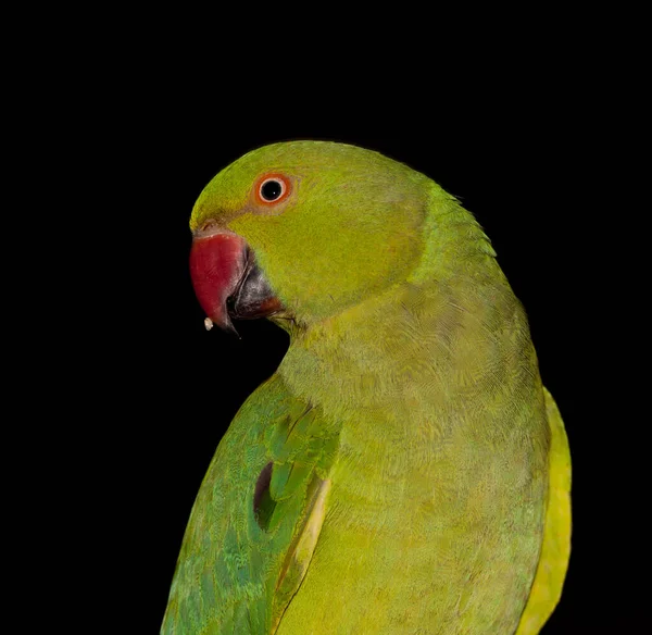 Papagaio Periquito Todo Verde — Fotografia de Stock
