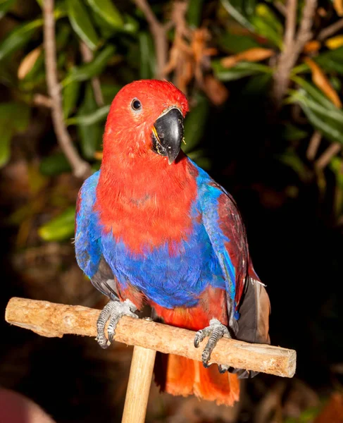 Red Electust Parrot Asia — Stock Photo, Image