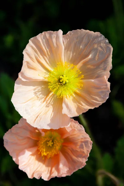 Poppies are herbaceous plants, often grown for their colourful flowers. One species of poppy, Papaver somniferum, is the source of the narcotic drug opium