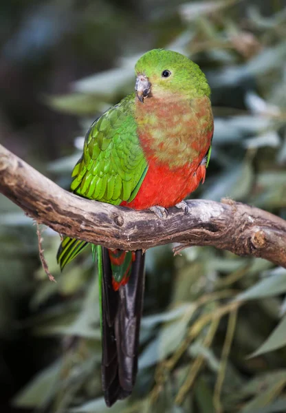 King Parrot Femaie Green Head King Parrots Usually Found Rainforests — Stock Photo, Image
