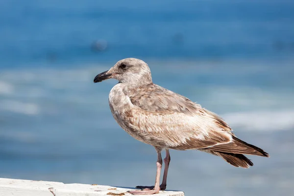 Möwen Oder Möwen Sind Seevögel Der Familie Laridae Der Unterordnung — Stockfoto