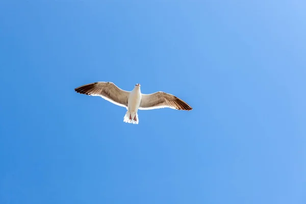 Las Gaviotas Gaviotas Son Aves Marinas Familia Laridae Suborden Lari — Foto de Stock