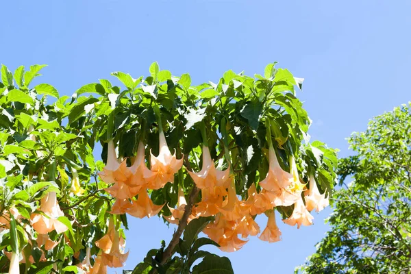 Brugmansia Genere Sette Specie Piante Fiore Della Famiglia Delle Solanaceae — Foto Stock