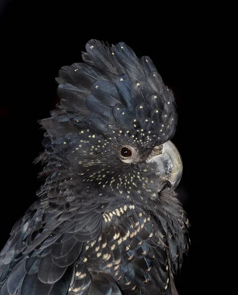 Calyptorhynchus Ban Relations Black Perpering Cockatoo Branch Оперення Fauna Pather Ліцензійні Стокові Зображення