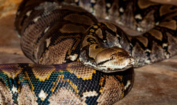 Duży Wąż Jest Reticulacji Python Australii — Zdjęcie stockowe