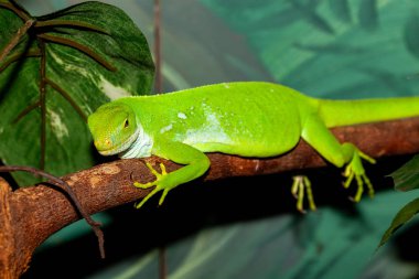 Florida 'dan yeşil kertenkele.